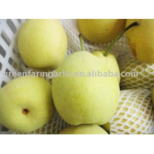 fresh shandong pear from China